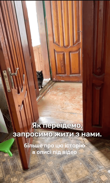 кот в доме 2 кот в доме